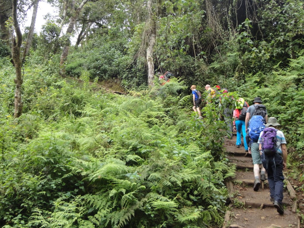 The Trail on Day 1 up the Lemosho Route