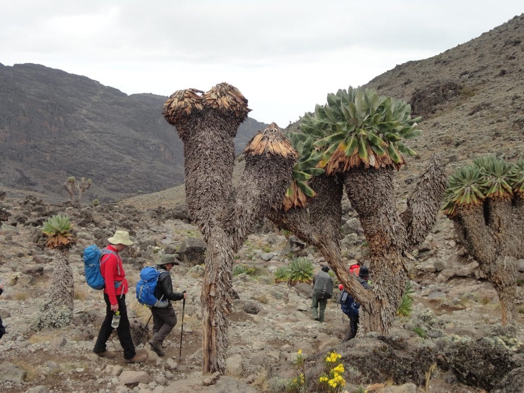 Ground Cell Trees in the Barranco valley
